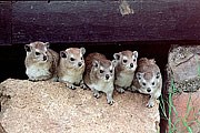 Picture 'KT1_40_10 Hyrax, Tanzania, Serengeti'